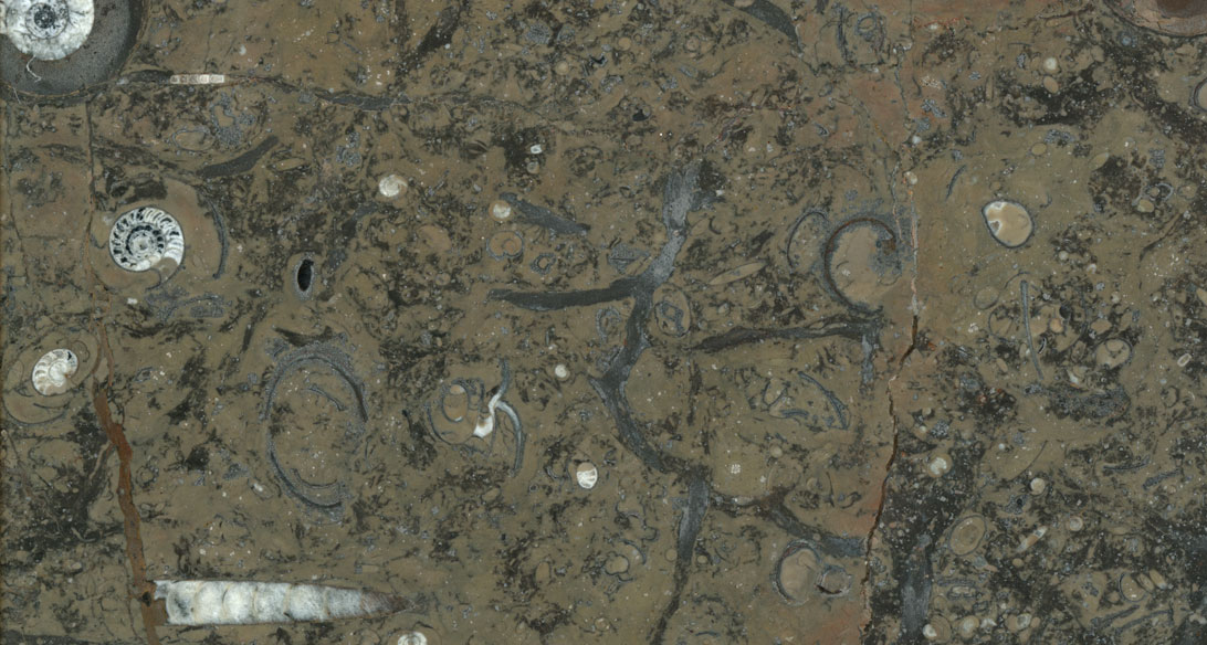 Weinregal-Krah-Natursteine-fossil-brown